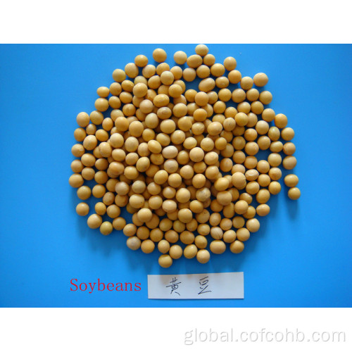 Organic Small Red Beans High Protein Dry Soybean Supplier